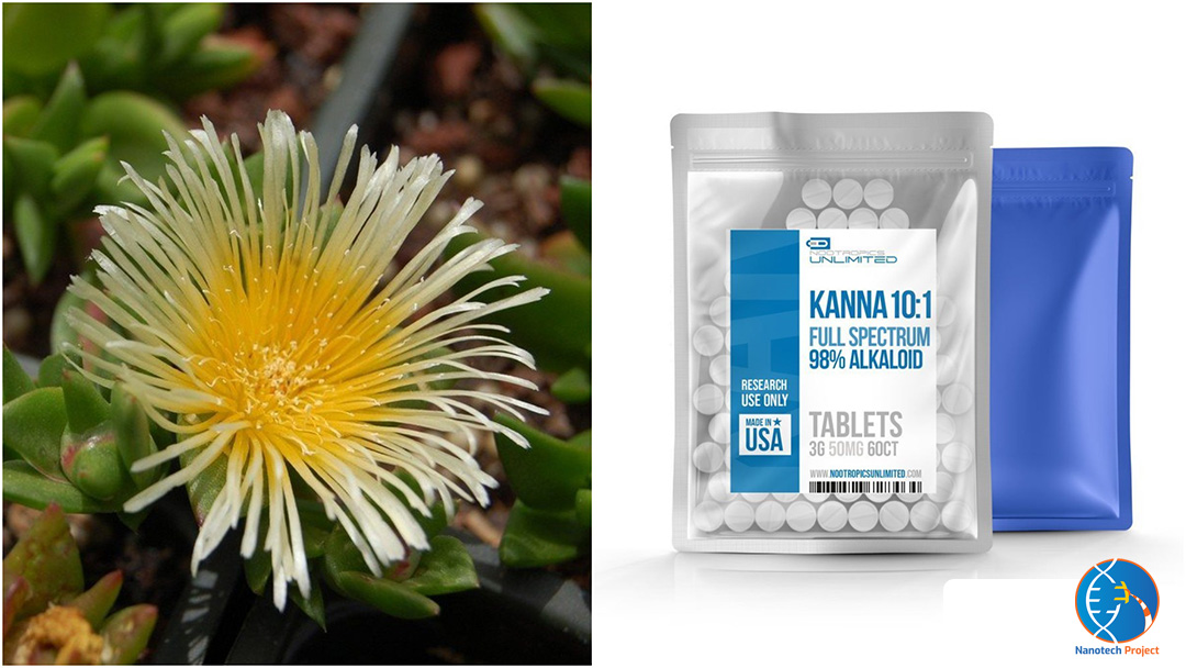 Kanna Review Dosage, Benefits, Effects, & More