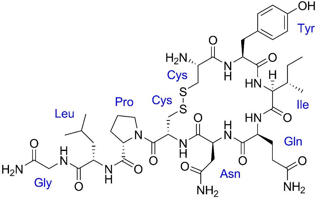 What is Oxytocin?